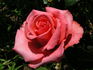 Louisiana rose photo