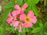 Carolyn Dean rose photo