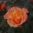 Alexandra Kordana rose photo