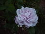 Salzaquelle rose photo