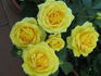 Duke of Edinburgh Palace rose photo