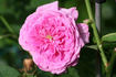 Gaspard Monge rose photo