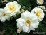 Banksiaeflora rose photo