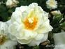 Banksiaeflora rose photo