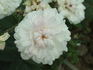 L'Enchanteresse rose photo
