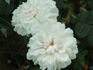 L'Enchanteresse rose photo
