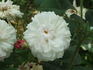 L'Enchanteresse rose photo