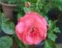 Debonnaire rose photo