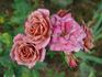 Cinnamon Delight ™ rose photo