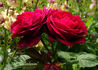 Souvenir du Docteur Jamain rose photo