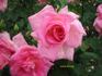 Adair Roche rose photo