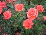 Toni Lander rose photo