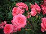 Tony Jacklin rose photo