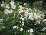 Gletscherfee rose photo