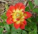 Mighty Moe rose photo