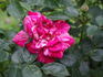 Candy Cover ™ rose photo