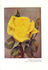 Golden Gleam rose photo