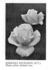 Barbara Richards rose photo