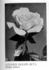 Golden Gleam rose photo