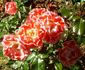 Sue Lawley rose photo