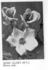 Irish Glory rose photo