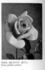 Mrs. Beatty rose photo