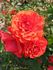 City of Belfast ® rose photo