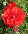 City of Belfast ® rose photo
