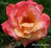 Präsent rose photo