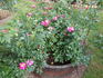 Candy Cover ™ rose photo