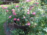 Candy Cover ™ rose photo