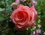 Schöne Berlinerin rose photo
