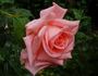 Schöne Berlinerin rose photo