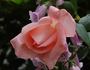 Schöne Berlinerin rose photo