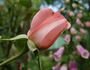 Schöne Berlinerin rose photo