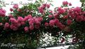 Madame Louis Ricard rose photo