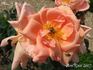 Madame J.B. Croibier rose photo