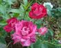 Distant Sounds rose photo