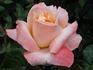 Aimé Jacquet rose photo