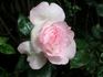 Claire Chazal rose photo