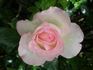 Claire Chazal rose photo