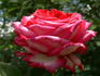 Fair Lady rose photo