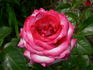 Fair Lady rose photo