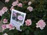 Abbaye de Valsaintes ® rose photo