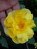 Morning Has Broken rose photo
