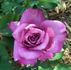 Plum Crazy rose photo
