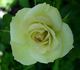 Peppermint Ice rose photo