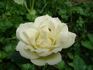 Peppermint Ice rose photo