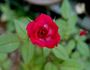 Debidue ™ rose photo