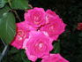 Crowd Pleaser ™ rose photo